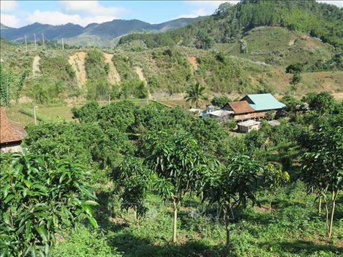 Nhờ vay vốn tín dụng ưu đãi người dân ở xã Mường Lạn, huyện Sốp Cộp đã mạnh dạn trồng cây ăn quả. Ảnh: Hữu Quyết – TTXVN Nhờ vay vốn tín dụng ưu đãi người dân ở xã Mường Lạn, huyện Sốp Cộp đã mạnh dạn trồng cây ăn quả. Ảnh: Hữu Quyết – TTXVN