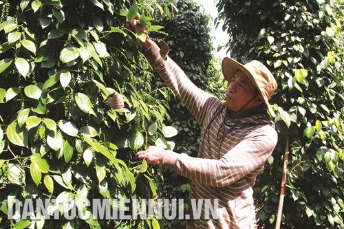 Hồ tiêu đã trở thành cây công nghiệp hàng hóa đem lại thu nhập ổn định cho đồng bào dân tộc sinh sống trên địa bàn huyện Cư Kuin. Ảnh: Phạm Cường