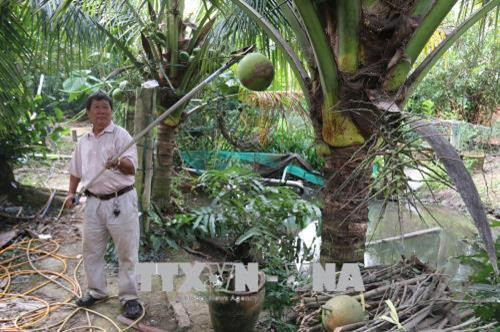 Ông Lê Phước Lộc trình diễn cách sử dụng kéo cắt tỉa đa năng. Ảnh: Minh Trí - TTXVN Ông Lê Phước Lộc trình diễn cách sử dụng kéo cắt tỉa đa năng. Ảnh: Minh Trí - TTXVN