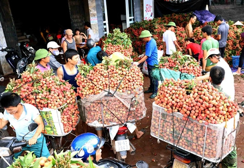 Thu mua vải thiều Thu mua vải thiều
