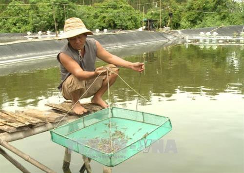 Gia đình Anh Tuấn nuôi tôm bằng mật ong và tỏi. Ảnh: Phước Ngọc - TTXVN Gia đình Anh Tuấn nuôi tôm bằng mật ong và tỏi. Ảnh: Phước Ngọc - TTXVN