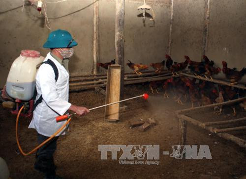 Bắc Kạn chủ động phòng, chống dịch bệnh cho đàn vật nuôi. Ảnh: Vũ Sinh