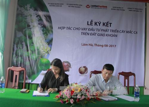 Lâm Đồng ký kết hợp tác cho vay đầu tư phát triển cây mắc ca trên đất giao khoán. Ảnh TTXVN