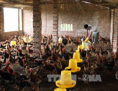 Hộ nông dân Triệu Văn Nguyên ở thôn Đồng Tâm, xã Dực Yên, huyện Đầm Hà được Trung tâm Khuyến nông tỉnh hỗ trợ vốn và chuyển giao kỹ thuật nuôi gà trên nền đệm lót sinh học. Ảnh: Vũ Sinh - TTXVN