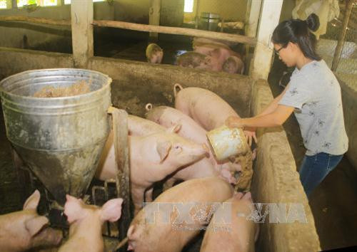 Chị Ngô Thị Phương đang chăm sóc đàn lợn nuôi theo phương pháp hữu cơ. Ảnh: Hồ Cầu - TTXVN Chị Ngô Thị Phương đang chăm sóc đàn lợn nuôi theo phương pháp hữu cơ. Ảnh: Hồ Cầu - TTXVN