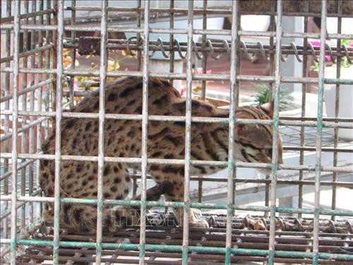 Cá thể động vật hoang dã đang được chăm sóc chờ đủ điều kiện sức khỏe thả về rừng. Ảnh: K GỬIH –TTXVN Cá thể động vật hoang dã đang được chăm sóc chờ đủ điều kiện sức khỏe thả về rừng. Ảnh: K GỬIH –TTXVN