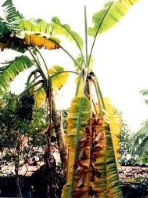 Bệnh héo rũ Panama hại chuối do nấm. Ảnh: trongraulamvuon.com Bệnh héo rũ Panama hại chuối do nấm. Ảnh: trongraulamvuon.com