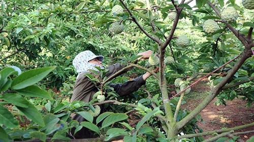 Cây na đã giúp đồng bào dân tộc xã La Hiên, huyện Võ Nhai giảm nghèo, tiến tới làm giàu. Ảnh: nhandan.com.vn