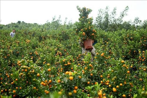 Chị Hường (xã Tân Tiến, huyện Văn Giang) chăm sóc quất cảnh phục vụ dịp Tết Nguyên đán Canh Tý 2020. Ảnh: Minh Quyết – TTXVN Một cây bưởi cảnh có giá trung bình khoảng 1 – 4 triệu đồng/cây được chăm sóc cẩn thận trước khi vận chuyển cho khách hàng. Ảnh: Minh Quyết – TTXVN Quất cảnh, bưởi cảnh Văn Giang sẵn sàng phục vụ thị trường dịp Tết Nguyên đán Canh Tý 2020. Ảnh: Minh Quyết – TTXVN Chủ vườn sẵn sàng phục vụ theo thị hiếu của khách hàng, giá 1 cây quất cảnh này giao động từ đến 1,5 – 1,7 triệu đồng. Ảnh: Minh Quyết – TTXVN Vận chuyển bưởi cảnh cho khách tại vườn của hộ gia đình chị Hường (xã Tân Tiến, huyện Văn Giang). Ảnh: Minh Quyết - TTXVN Quất cảnh Văn Giang được chăm sóc kỹ lưỡng, sẵn sàng phục vụ thị trường Tết Nguyên đán Canh Tý 2020. Ảnh: Minh Quyết - TTXVN Những cánh đồng quất cảnh xã Tân Tiến, huyện Văn Giang sẵn sàng phục vụ dịp Tết Nguyên đán Canh Tý 2020. Ảnh: Minh Quyết – TTXVN Chị Hường (xã Tân Tiến, huyện Văn Giang) chăm sóc những gốc bưởi sẵn sàng phục vụ thị trường Tết Nguyên đán, giá bán trung bình từ 1 – 4 triệu đồng/cây. Ảnh: Minh Quyết – TTXVN Quất Văn Giang đa dạng về chủng loại, giá quất cảnh trồng trong bình hình cá chép có giá từ 1 - 1,5 triệu đồng/cây. Ảnh: Minh Quyết – TTXVN Những cánh đồng quất cảnh xã Tân Tiến, huyện Văn Giang sẵn sàng phục vụ dịp Tết Nguyên đán Canh Tý 2020. Ảnh: Minh Quyết – TTXVN Khách đến mua quất cảnh tại xã Tân Tiến, huyện Văn Giang. Ảnh: Minh Quyết – TTXVN Quất Văn Giang đa dạng về chủng loại. Ảnh: Minh Quyết – TTXVN Chị Hường (xã Tân Tiến, huyện Văn Giang) chăm sóc quất cảnh phục vụ dịp Tết Nguyên đán Canh Tý 2020. Ảnh: Minh Quyết – TTXVN Một cây bưởi cảnh có giá trung bình khoảng 1 – 4 triệu đồng/cây được chăm sóc cẩn thận trước khi vận chuyển cho khách hàng. Ảnh: Minh Quyết – TTXVN Quất cảnh, bưởi cảnh Văn Giang sẵn sàng phục vụ thị trường dịp Tết Nguyên đán Canh Tý 2020. Ảnh: Minh Quyết – TTXVN Chủ vườn sẵn sàng phục vụ theo thị hiếu của khách hàng, giá 1 cây quất cảnh này giao động từ đến 1,5 – 1,7 triệu đồng. Ảnh: Minh Quyết – TTXVN Vận chuyển bưởi cảnh cho khách tại vườn của hộ gia đình chị Hường (xã Tân Tiến, huyện Văn Giang). Ảnh: Minh Quyết - TTXVN Quất cảnh Văn Giang được chăm sóc kỹ lưỡng, sẵn sàng phục vụ thị trường Tết Nguyên đán Canh Tý 2020. Ảnh: Minh Quyết - TTXVN Những cánh đồng quất cảnh xã Tân Tiến, huyện Văn Giang sẵn sàng phục vụ dịp Tết Nguyên đán Canh Tý 2020. Ảnh: Minh Quyết – TTXVN Chị Hường (xã Tân Tiến, huyện Văn Giang) chăm sóc những gốc bưởi sẵn sàng phục vụ thị trường Tết Nguyên đán, giá bán trung bình từ 1 – 4 triệu đồng/cây. Ảnh: Minh Quyết – TTXVN Quất Văn Giang đa dạng về chủng loại, giá quất cảnh trồng trong bình hình cá chép có giá từ 1 - 1,5 triệu đồng/cây. Ảnh: Minh Quyết – TTXVN Những cánh đồng quất cảnh xã Tân Tiến, huyện Văn Giang sẵn sàng phục vụ dịp Tết Nguyên đán Canh Tý 2020. Ảnh: Minh Quyết – TTXVN Khách đến mua quất cảnh tại xã Tân Tiến, huyện Văn Giang. Ảnh: Minh Quyết – TTXVN Quất Văn Giang đa dạng về chủng loại. Ảnh: Minh Quyết – TTXVN