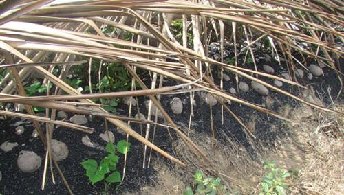 Ruộng nhân giống khoai lang bằng củ. Ảnh: khuyennongvn.gov.vn Ruộng nhân giống khoai lang bằng củ. Ảnh: khuyennongvn.gov.vn