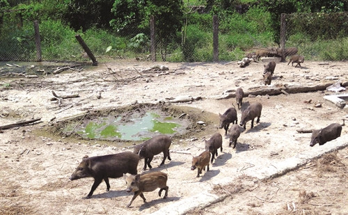 Khu đất nuôi lợn rừng lai cần rộng rãi, có rào lưới chắc chắn thường sử dụng lưới B40