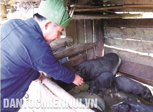 Ông Lỳ Xuyến Phù luôn đi đầu trong việc xây dựng mô hình mới, áp dụng giống mới kết hợp với khoa học - kỹ thuật trong sản xuất Ông Lỳ Xuyến Phù luôn đi đầu trong việc xây dựng mô hình mới, áp dụng giống mới kết hợp với khoa học - kỹ thuật trong sản xuất