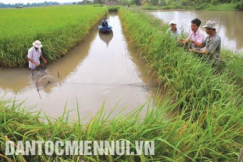 Áp dụng mô hình canh tác tôm - lúa ứng phó hạn hán và xâm nhập mặn Áp dụng mô hình canh tác tôm - lúa ứng phó hạn hán và xâm nhập mặn