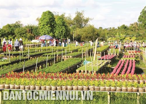 Trải nghiệm trồng hoa kiểng theo mô hình "Nhà nông làm du lịch" ở phường Tân Quy Đông, thành phố Sa Đéc Trải nghiệm trồng hoa kiểng theo mô hình "Nhà nông làm du lịch" ở phường Tân Quy Đông, thành phố Sa Đéc