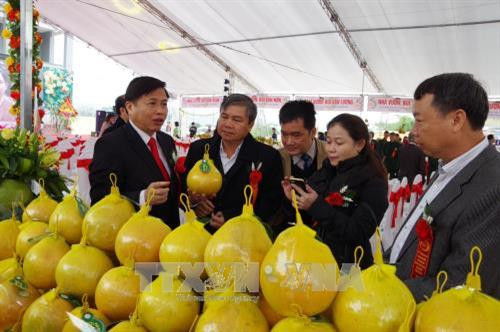 Các đồng chí lãnh đạo tỉnh Hòa Bình và huyện Tân Lạc thăm quan gian bưởi đỏ của các nhà vườn. Ảnh: Vũ Hà - TTXVN Các đồng chí lãnh đạo tỉnh Hòa Bình và huyện Tân Lạc thăm quan gian bưởi đỏ của các nhà vườn. Ảnh: Vũ Hà - TTXVN