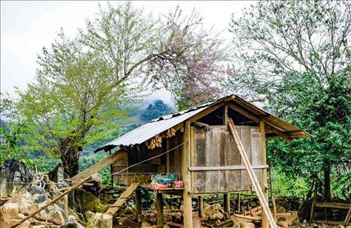 Hoa đào bung nở trên những mái nhà. Ảnh: Xuân Tư – TTXVN Hoa đào bung nở trên những mái nhà. Ảnh: Xuân Tư – TTXVN