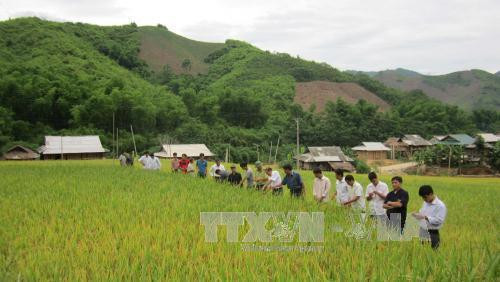 Cán bộ nông nghiệp và nhân dân huyện Mường Lát tham quan mô hình trồng thâm canh cây lúa, mang lại hiệu quả kinh tế cao. Ảnh: Nguyễn Nam - TTXVN Cán bộ nông nghiệp và nhân dân huyện Mường Lát tham quan mô hình trồng thâm canh cây lúa, mang lại hiệu quả kinh tế cao. Ảnh: Nguyễn Nam - TTXVN