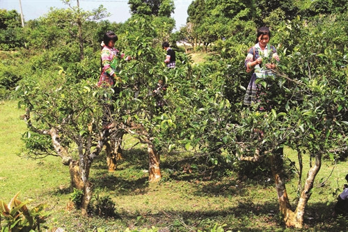 Yên Bái hiện có 2.430 ha chè Shan tuyết tập trung tại 32 xã vùng cao của tỉnh