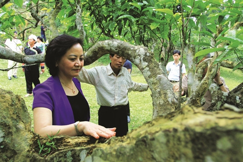 Bà Phạm Thị Thanh Trà, Chủ tịch Ủy ban Nhân dân tỉnh Yên Bái trực tiếp kiểm tra các cây chè bị mối, mọt để chỉ đạo phương án khắc phục