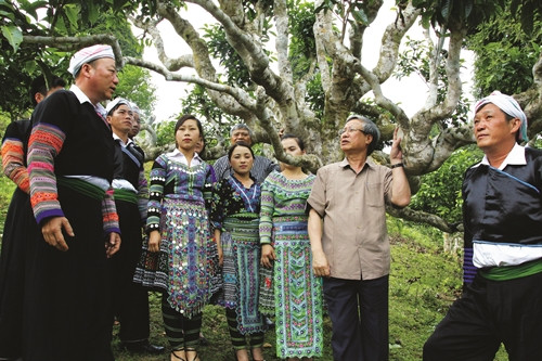 Đồng chí Trần Quốc Vượng, Ủy viên Bộ Chính trị, Bí Thư Trung ương Đảng, Chủ nhiệm Ủy ban kiểm tra Trung ương thăm vùng chè Shan tuyết cổ thụ Suối Giàng