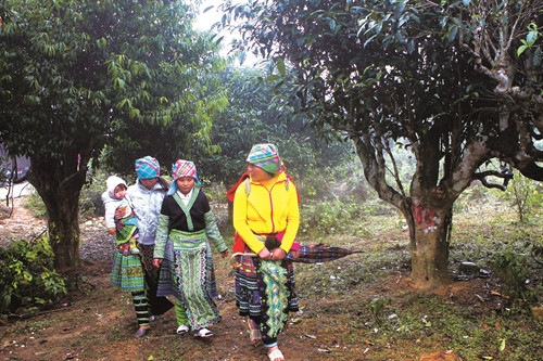 Cây chè Shan tuyết đang góp phần giúp vùng cao Yên Bái phát triển kinh tế, xóa đói giảm nghèo