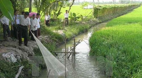 Mô hình sản xuất kết hợp Cá + Lúa. Ảnh: tomvang.com Mô hình sản xuất kết hợp Cá + Lúa. Ảnh: tomvang.com