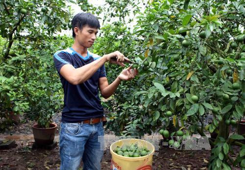 Mô hình trồng chanh Tứ quý cho thu nhập kinh tế cao. Ảnh: Phạm Kiên - TTXVN