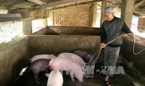 Mô hình chăn nuôi lợn của cựu chiến binh ở xã Mường Than, huyện Than Uyên, tỉnh Lai Châu mang lại hiệu quả kinh tế. Ảnh: Việt Hoàng-TTXVN Mô hình chăn nuôi lợn của cựu chiến binh ở xã Mường Than, huyện Than Uyên, tỉnh Lai Châu mang lại hiệu quả kinh tế. Ảnh: Việt Hoàng-TTXVN