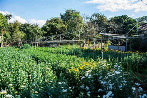 Vườn hoa của một hộ dân ở xã Thanh Hưng. Ảnh: Xuân Tư - TTXVN Vườn hoa của một hộ dân ở xã Thanh Hưng. Ảnh: Xuân Tư - TTXVN