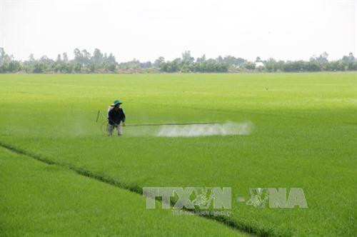 Nông dân huyện Tân Hiệp phun thuốc phòng trừ sâu bệnh cho những trà lúa đang trong giai đoạn đẻ nhánh và làm đòng. Ảnh: Bùi Như Trường Giang - TTXVN Nông dân huyện Tân Hiệp phun thuốc phòng trừ sâu bệnh cho những trà lúa đang trong giai đoạn đẻ nhánh và làm đòng. Ảnh: Bùi Như Trường Giang - TTXVN
