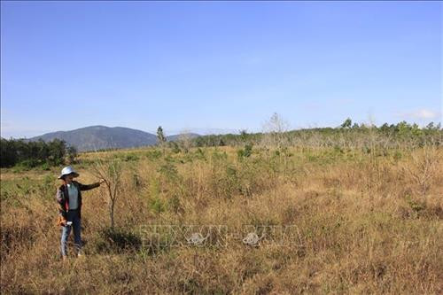 Các diện tích cao su bị chết khô hoặc kém phát triển vì không phù hợp với đất. Ảnh: Hồng Điệp – TTXVN Các diện tích cao su bị chết khô hoặc kém phát triển vì không phù hợp với đất. Ảnh: Hồng Điệp – TTXVN