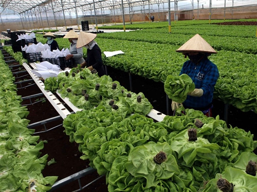 Thu hoạch rau tại trang trại của gia đình anh Nguyễn Văn Công ở xã Đa Quyn, huyện Đức Trọng. Xã đạt chuẩn Nông thôn mới năm 2015. Ảnh: Vũ Sinh – TTXVN