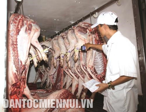 Kiểm tra cơ sở giết mổ lợn (heo) có đeo vòng nhận diện và có đầy đủ thông tin truy xuất nguồn gốc tại các chợ đầu mối trên địa bàn TP.HCM