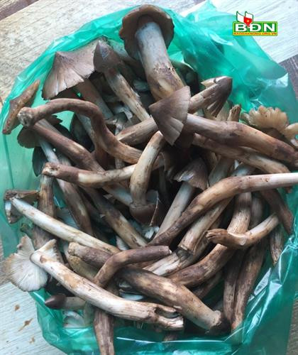 Nấm mối là đặc sản của người Tây Nguyên khi mùa mưa về. Nấm mối là đặc sản của người Tây Nguyên khi mùa mưa về.