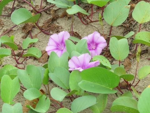 Rau muống biển và những công dụng chữa bệnh ảnh 3