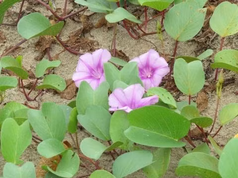 Rau muống biển và những công dụng chữa bệnh ảnh 3