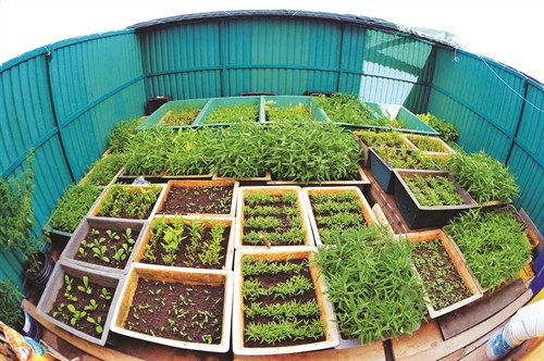 Trồng rau xanh trong các hộp xốp trên đảo Đá Thị Trồng rau xanh trong các hộp xốp trên đảo Đá Thị