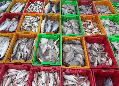 Cá được bày bán tại chợ cảng cá Đông Hải (thành phố Phan Rang – Tháp Chàm, Ninh Thuận). Ảnh: Nguyễn Thành – TTXVN Cá được bày bán tại chợ cảng cá Đông Hải (thành phố Phan Rang – Tháp Chàm, Ninh Thuận). Ảnh: Nguyễn Thành – TTXVN