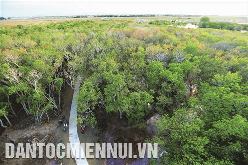 Tỉnh Thừa Thiên - Huế xác định loại cây được chọn phục vụ trồng rừng đặc dụng là lim xanh, sến, muồng đen