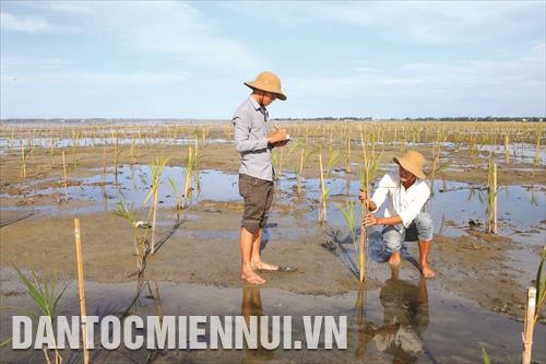 Hoạt động tái trồng rừng của người dân tỉnh Thừa Thiên - Huế