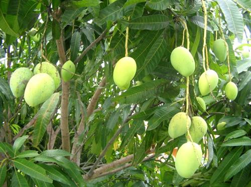 Xoài Yên Châu, Sơn La. Ảnh: thuonghieuvietnoitieng.vn