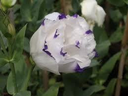 Hoa cát tường Hoa cát tường