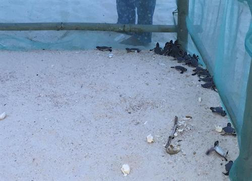 Rùa con sau khi nở được chăm sóc khỏe mạnh trước khi thả về biển. Thả rùa con về biển tại Khu bảo tồn biển Hòn Cau. Các tình nguyện viên luôn túc trực theo dõi và bảo vệ ổ rùa. Ổ trứng rùa tại Khu bảo tồn biển Hòn Cau. Rùa con sau khi nở được chăm sóc khỏe mạnh trước khi thả về biển. Thả rùa con về biển tại Khu bảo tồn biển Hòn Cau. Các tình nguyện viên luôn túc trực theo dõi và bảo vệ ổ rùa. Ổ trứng rùa tại Khu bảo tồn biển Hòn Cau.