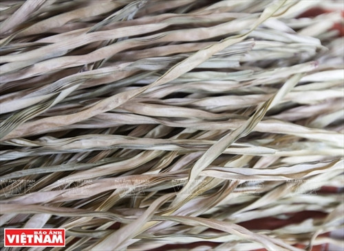 Lá buông phơi khô, nguyên liệu chính để làm nón ở Hòa Bình.