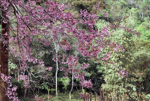 Tớ Dày thuộc loại thân gỗ, tán rộng, quen mọc ở trên những sườn đồi, triền núi, hay những thung sâu. Ảnh: Xuân Tiến - TTXVN Tớ Dày thuộc loại thân gỗ, tán rộng, quen mọc ở trên những sườn đồi, triền núi, hay những thung sâu. Ảnh: Xuân Tiến - TTXVN