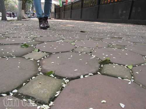 Hẹn gặp lại, sắc trắng hoa sưa ảnh 16