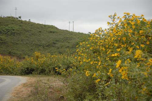 Trên cung đường dọc theo Quốc lộ 6 từ Mộc Châu đến đèo Pha Đin du khách có thể dễ dàng bắt gặp những quả đồi tràn ngập hoa dã quỳ. Ảnh: Lê Hữu Quyết – TTXVN Trên cung đường dọc theo Quốc lộ 6 từ Mộc Châu đến đèo Pha Đin du khách có thể dễ dàng bắt gặp những quả đồi tràn ngập hoa dã quỳ. Ảnh: Lê Hữu Quyết – TTXVN