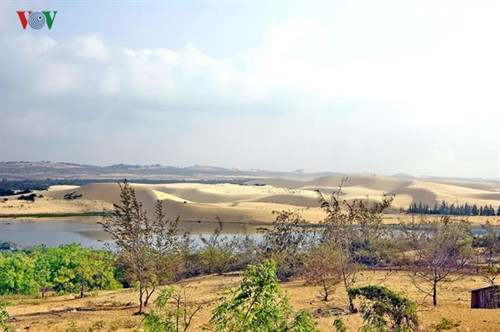 Nơi đầy nắng, gió và cát, nhưng vẫn có những loại cây kiên cường bám trụ