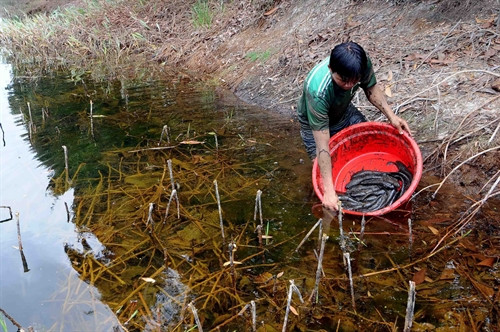 Di chuyển các cá thể động, thực vật trong vùng sinh thái khô hạn sang vùng có nước tại Khu bảo tồn đất ngập nước Láng Sen - khu Ramsar thứ 7 của Việt Nam - tại Huyện Tân Hưng (Long An).