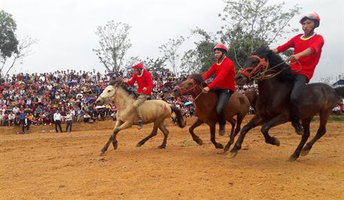 Tham gia Giải đua ngựa, đấu ngựa có 53 ngựa đua và 16 ngựa đấu đến từ các tỉnh khác nhau. Ảnh: Văn Tý - TTXVN Tham gia Giải đua ngựa, đấu ngựa có 53 ngựa đua và 16 ngựa đấu đến từ các tỉnh khác nhau. Ảnh: Văn Tý - TTXVN